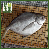 【肉質細緻經濟實惠】野生鮮凍肉鯧魚